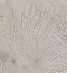 Hymenoscyphus albidus