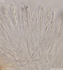 Hymenoscyphus albidus