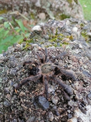 Psalmopoeinae