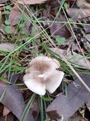 Russula iterika