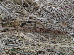 Orobanche pallidiflora