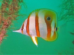 Chelmon rostratus