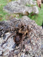 Araneae
