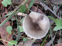 Russula iterika
