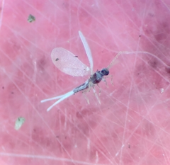 Coccoidea