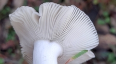Russula iterika