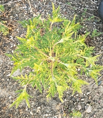 Ambrosia artemisiifolia