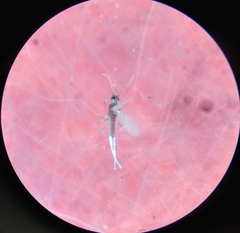 Coccoidea