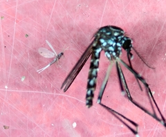 Coccoidea