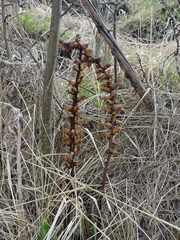 Orobanche pallidiflora