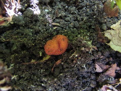 Pachyphlodes