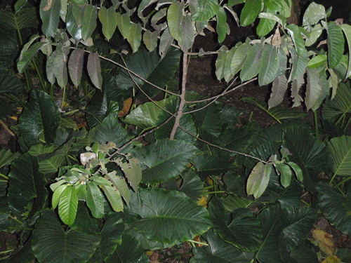 Milicia excelsa, photograph 6