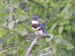 Megaceryle alcyon