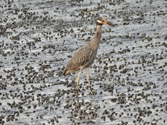 Nyctanassa violacea