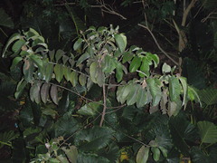 Milicia excelsa