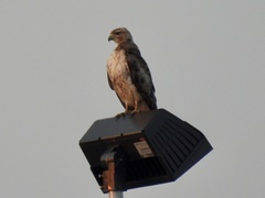 Buteo jamaicensis