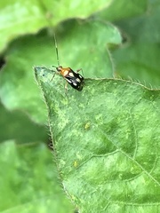 Horciasinus amazonicus