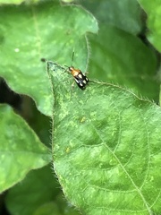 Horciasinus amazonicus