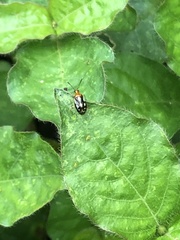 Horciasinus amazonicus
