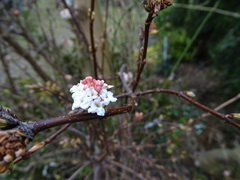 Viburnum farreri