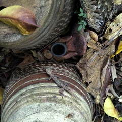 Hemidactylus murrayi