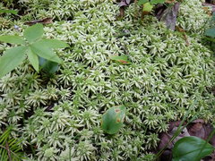 Sphagnum centrale