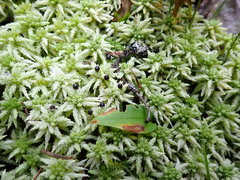 Sphagnum centrale