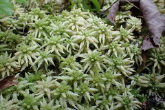 Sphagnum centrale