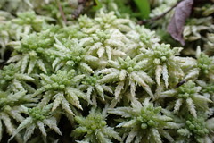 Sphagnum centrale