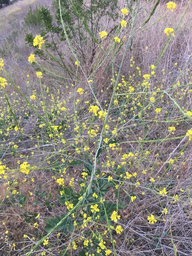 Hirschfeldia incana