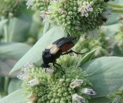 Macrosiagon flavipennis