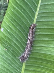 Lebeda nobilis