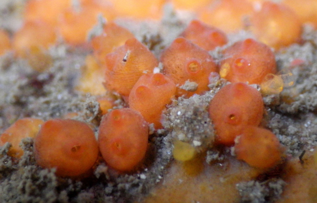Orange Colonial Sea Squirt
