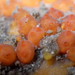 Taylor's Social Tunicate - Photo (c) Jeff Goddard, some rights reserved (CC BY-NC), uploaded by Jeff Goddard