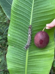 Lebeda nobilis
