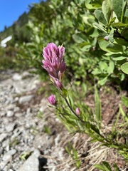 Castilleja parviflora olympica