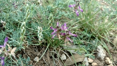 Dalea pogonathera