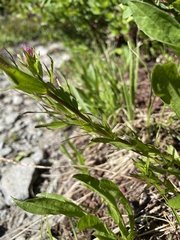 Castilleja parviflora olympica