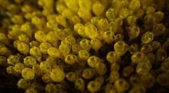 Pycnoclavella stanleyi