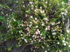 Sedum moranense