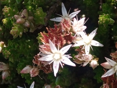 Sedum moranense