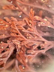 Microcladia borealis