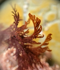 Microcladia borealis