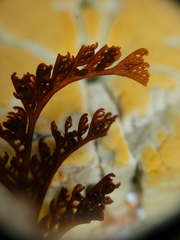 Microcladia borealis