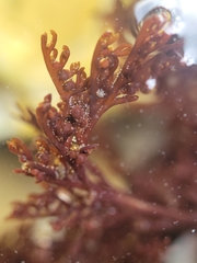 Microcladia borealis