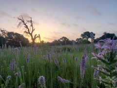 Liatris carrizana