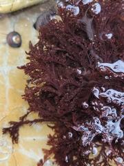 Microcladia borealis