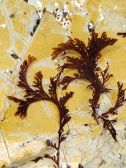 Microcladia borealis