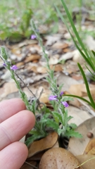 Verbena canescens