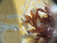 Microcladia borealis